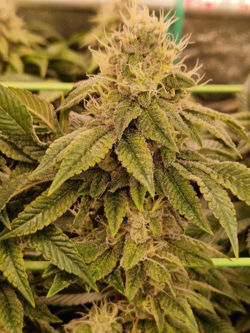 Straw Limez. Week 18 - 21.11.25 