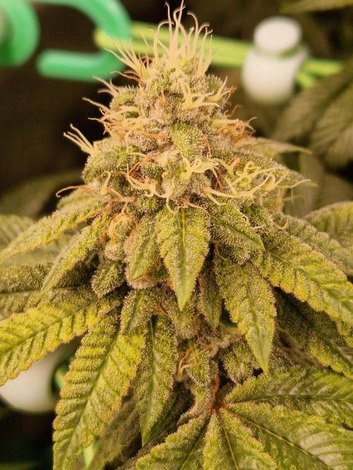 Straw Limez. Week 18 - 21.11.25 