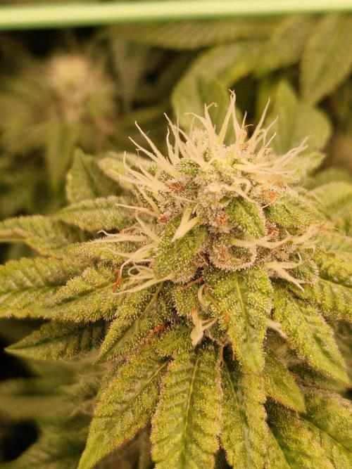 Straw Limez. Week 18 - 21.11.25 