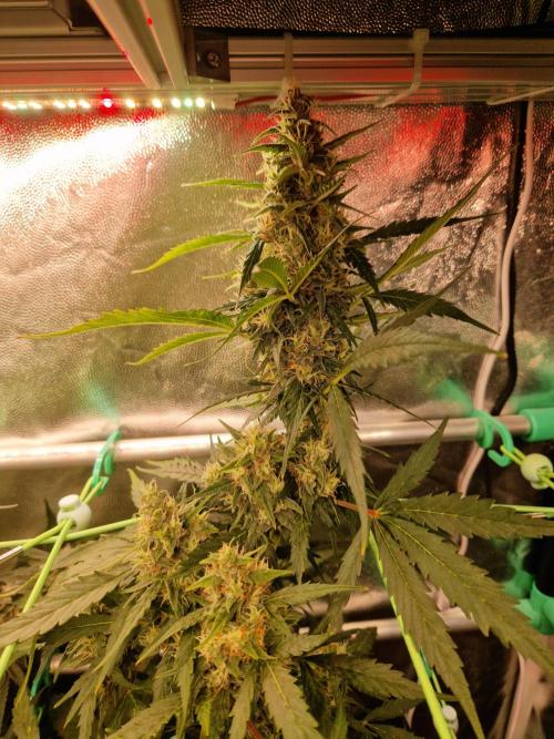 Gorilla Z Auto. Week 10 - 21.11.25 