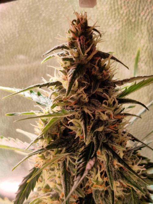 Gorilla Z Auto. Week 10 - 21.11.25 