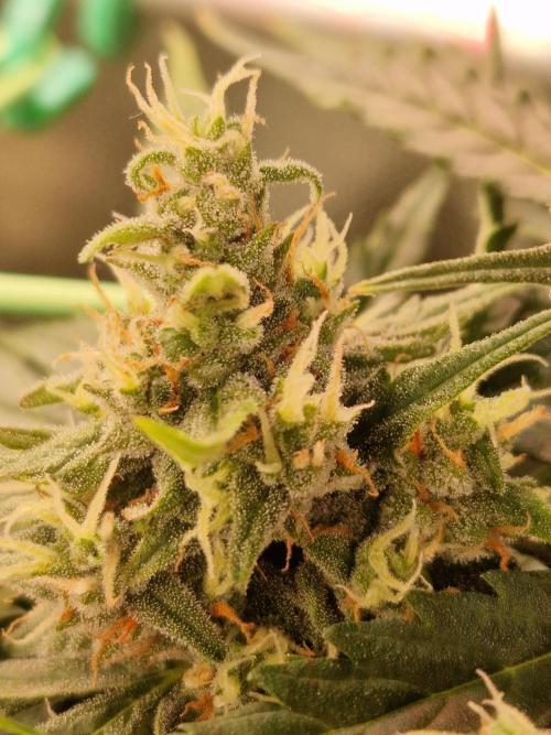 Gorilla Z Auto. Week 10 - 21.11.25 