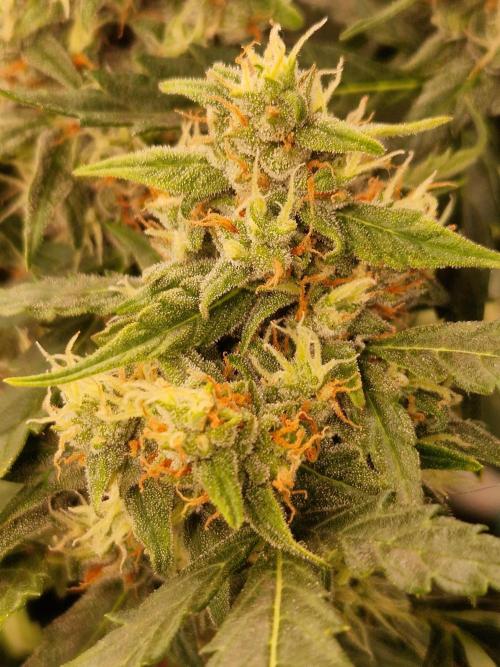 Gorilla Z Auto. Week 10 - 21.11.25 