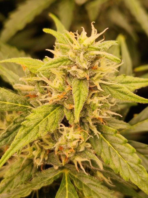 Gorilla Z Auto. Week 10 - 21.11.25 