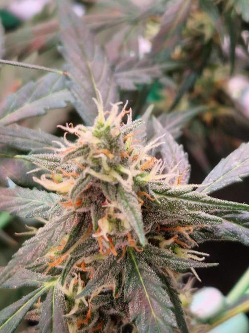 Gorilla Z Auto. Week 10 - 21.11.25 