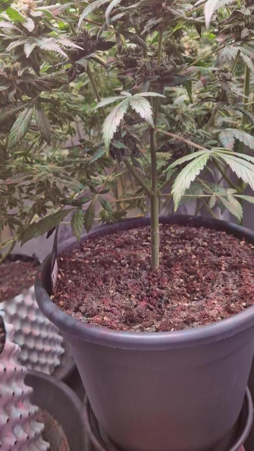 CBD 20:1 Auto