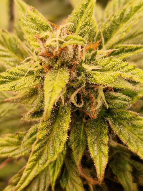 CBD 20:1 Auto. Week 9 - 21.11.25 