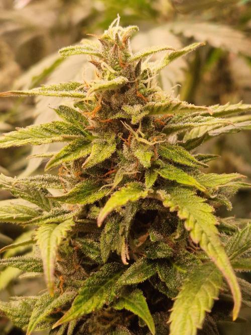 CBD 20:1 Auto. Week 9 - 21.11.25 