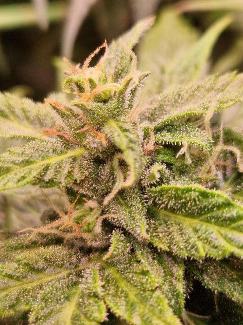 CBD 20:1 Auto. Week 9 - 21.11.25 