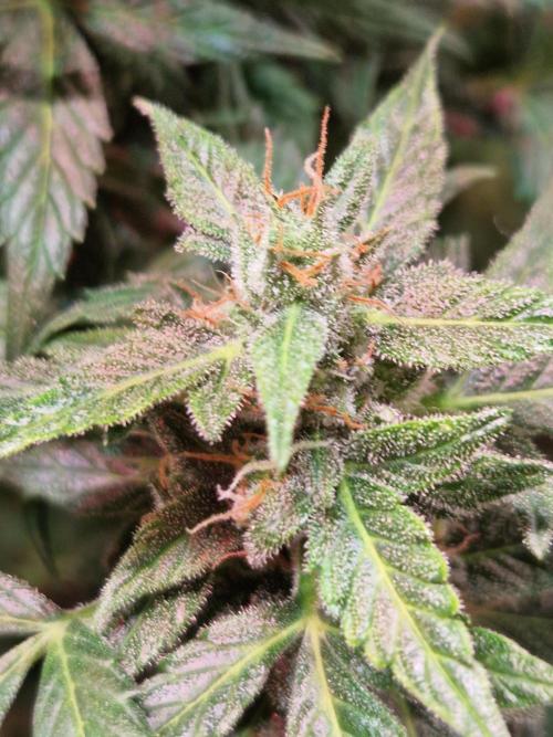 CBD 20:1 Auto. Week 9 - 21.11.25 