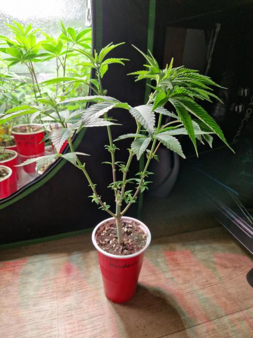 Lemon Mandarin. Week 9 - 23.11.25 