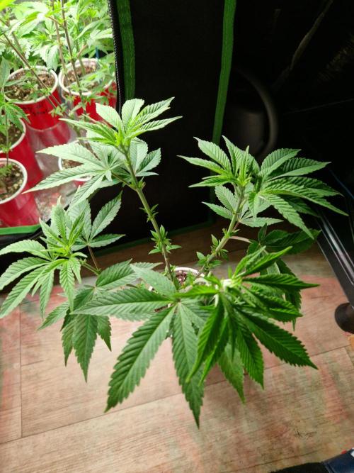 Lemon Mandarin. Week 9 - 23.11.25 