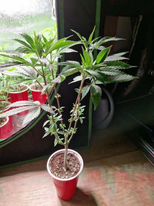 Gorilla Melon. Week 9 - 23.11.25