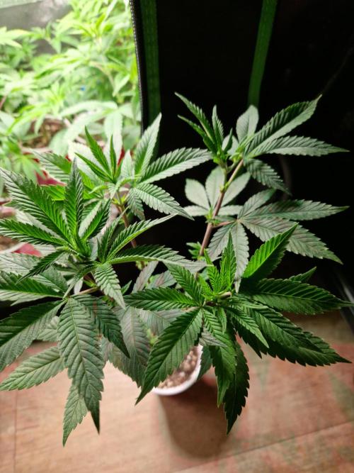 Gorilla Melon. Week 9 - 23.11.25