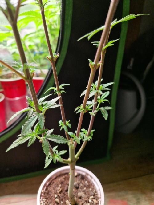 Gorilla Melon. Week 9 - 23.11.25 