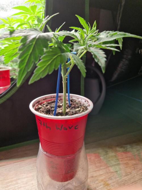 7th Wave. Week 5 - 23.11.25