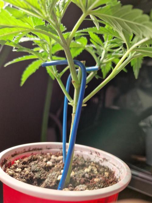 7th Wave. Week 5 - 23.11.25