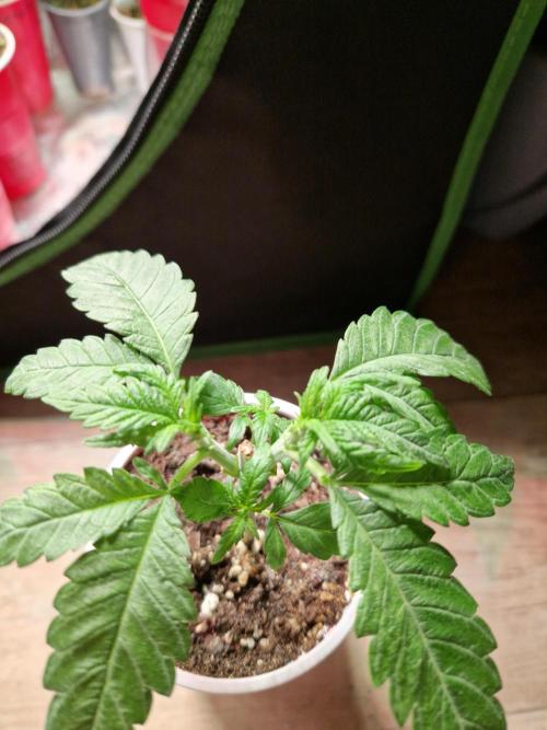 Enemy of the State. Week 5 - 23.11.25 