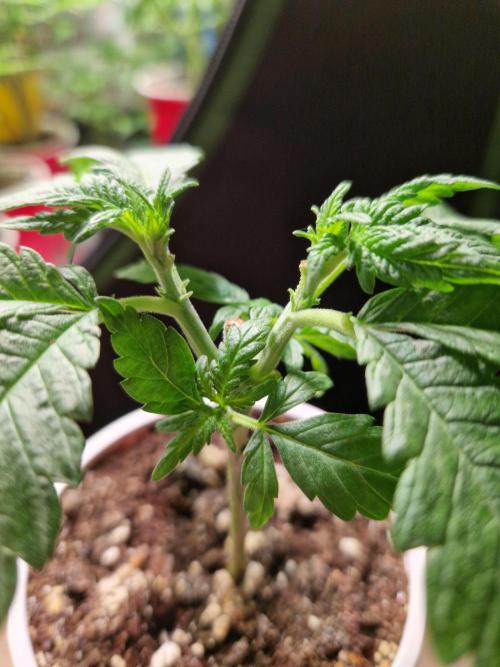 Enemy of the State. Week 5 - 23.11.25 