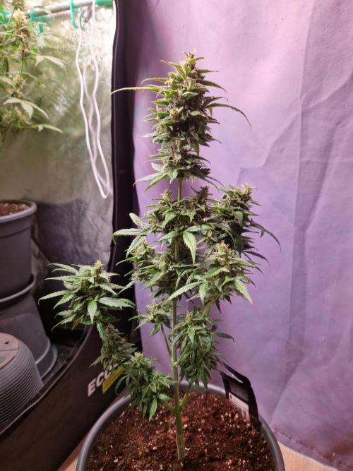 CBD 20:1 Auto. Week 10 - 28.11.25