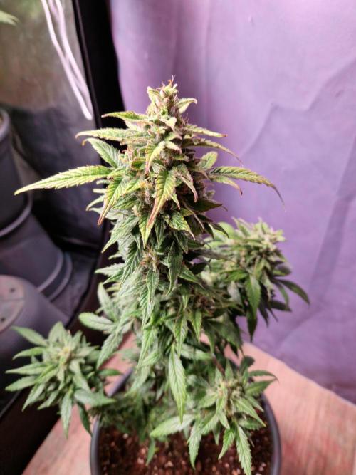 CBD 20:1 Auto. Week 10 - 28.11.25