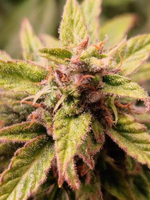 CBD 20:1 Auto. Week 10 - 28.11.25