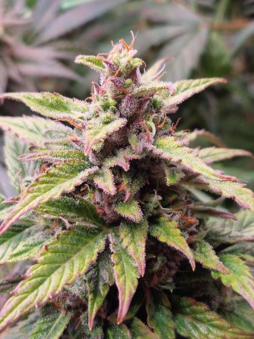 CBD 20:1 Auto. Week 10 - 28.11.25