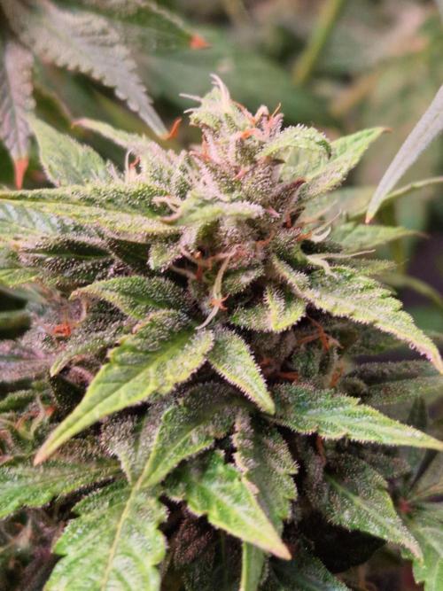 CBD 20:1 Auto. Week 10 - 28.11.25