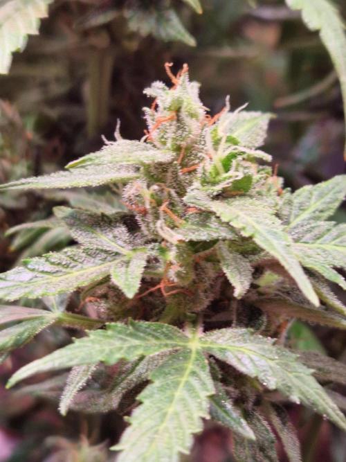 CBD 20:1 Auto. Week 10 - 28.11.25