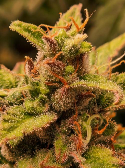 CBD 20:1 Auto. Week 10 - 28.11.25