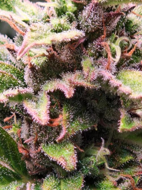 CBD 20:1 Auto. Week 10 - 28.11.25