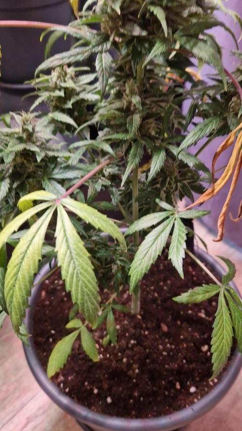 CBD 20:1 Auto