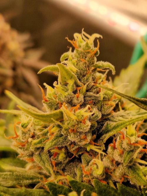 Gorilla Z Auto. Week 11