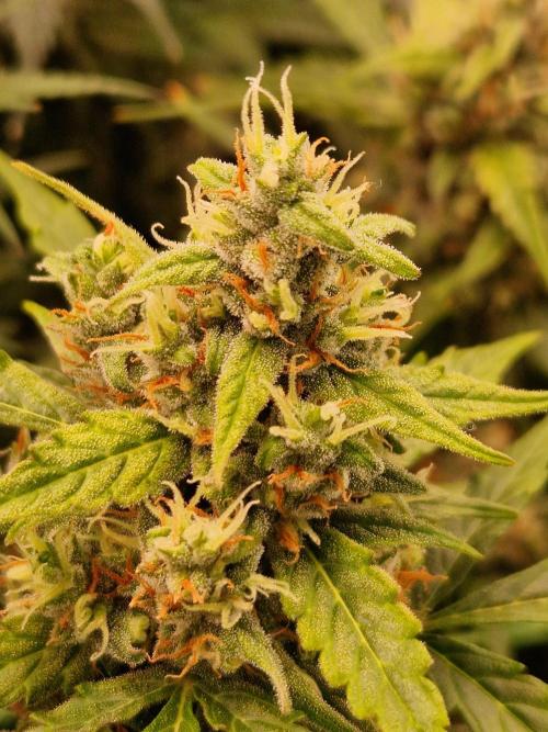 Gorilla Z Auto. Week 11