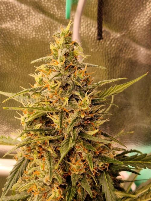 Gorilla Z Auto. Week 11