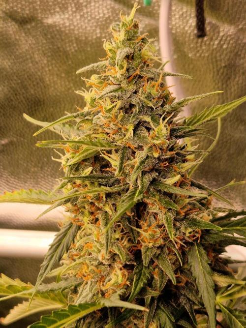 Gorilla Z Auto. Week 11