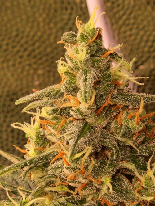 Gorilla Z Auto. Week 11