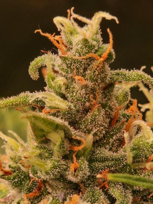 Gorilla Z Auto. Week 11