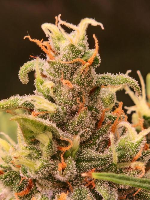 Gorilla Z Auto. Week 11