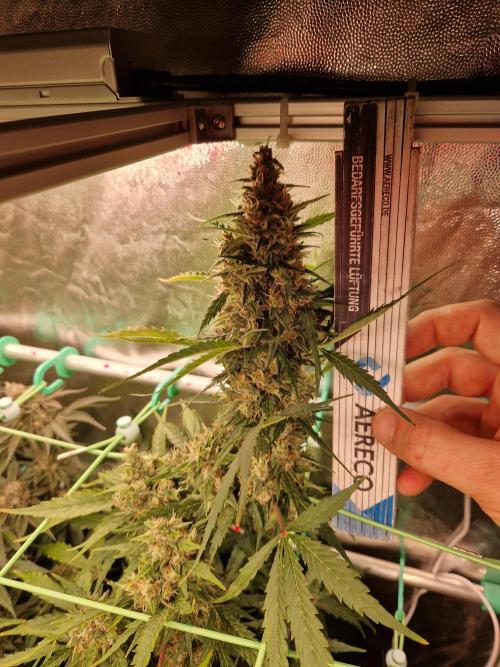 Gorilla Z Auto. Week 11