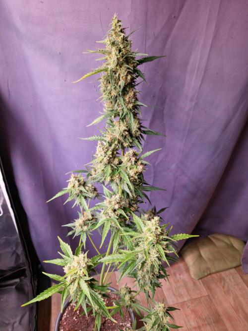 Gorilla Z Auto. Week 11