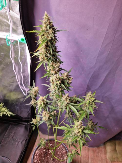 Gorilla Z Auto. Week 11