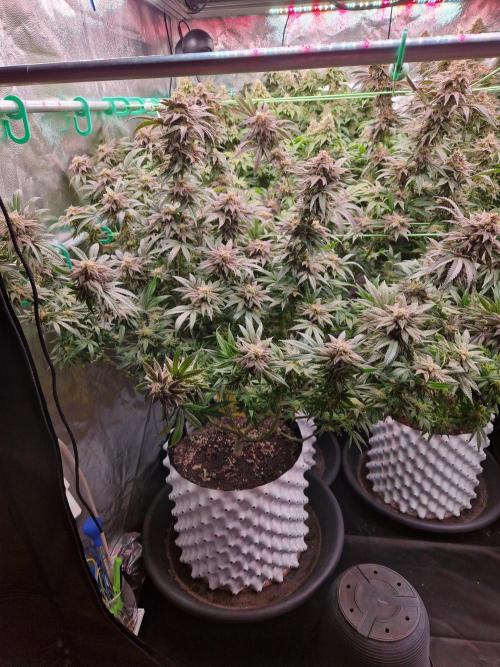 Pink Honey. Week 18 - 28.11.25 