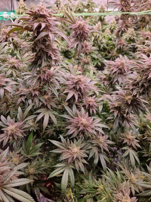 Pink Honey. Week 18 - 28.11.25 