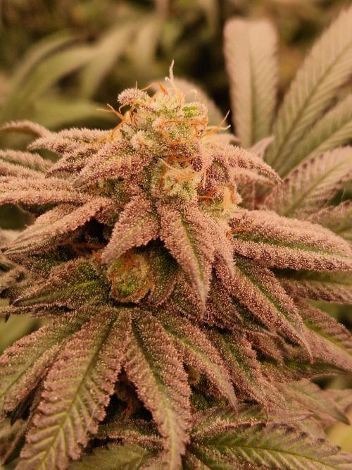 Pink Honey. Week 18 - 28.11.25 