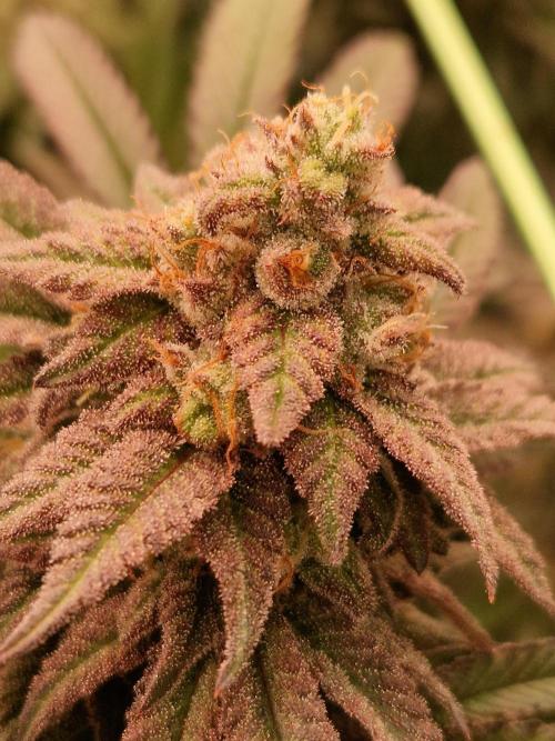 Pink Honey. Week 18 - 28.11.25 