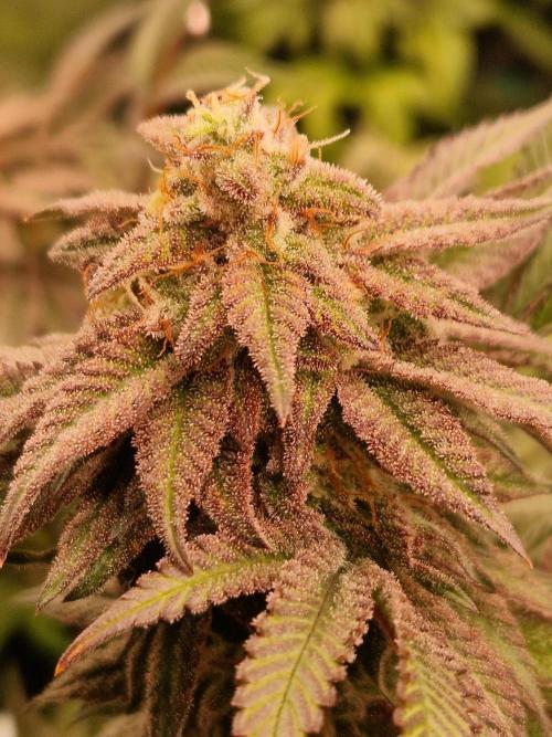 Pink Honey. Week 18 - 28.11.25 