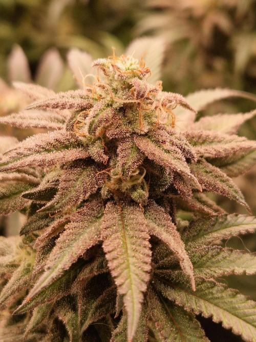 Pink Honey. Week 18 - 28.11.25 