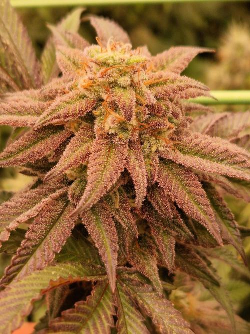 Pink Honey. Week 18 - 28.11.25 