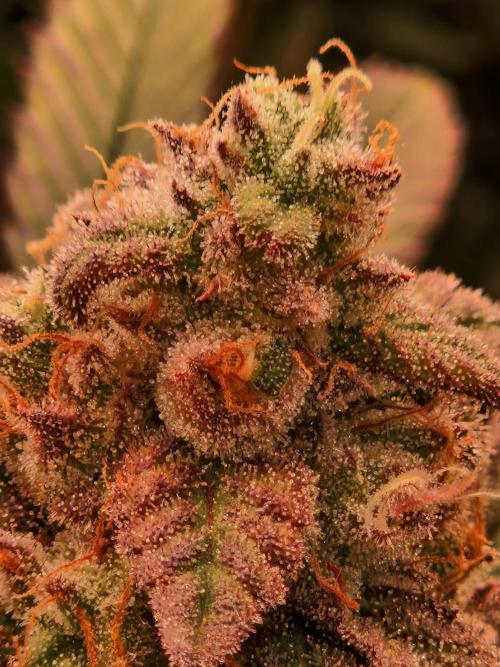 Pink Honey. Week 18 - 28.11.25 